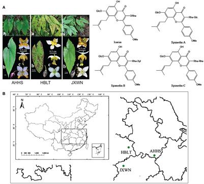 Metabolomic and transcriptomic analysis of the flavonoid biosynthesis pathway in Epimedium sagittatum (Sieb. et Zucc.) Maxim. from distinct locations